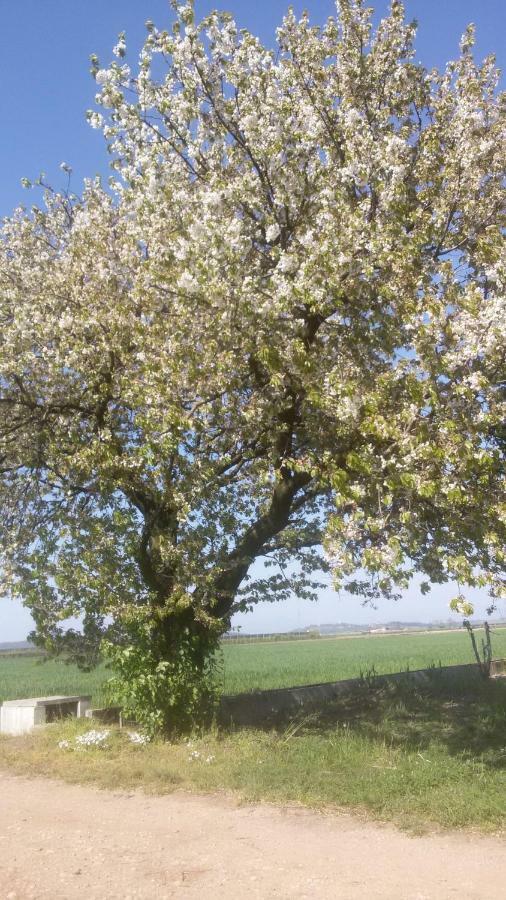 فاليجيو سول مينشيو B&B Peschi In Fiore المظهر الخارجي الصورة